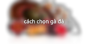 cách chọn gà đá