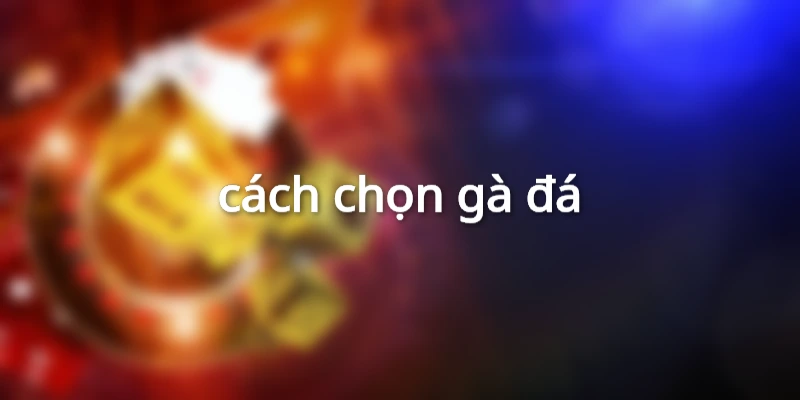 cách chọn gà đá