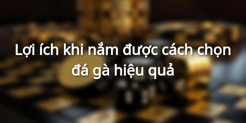 4 lợi ích khi áp dụng cách chọn gà đá hiệu quả