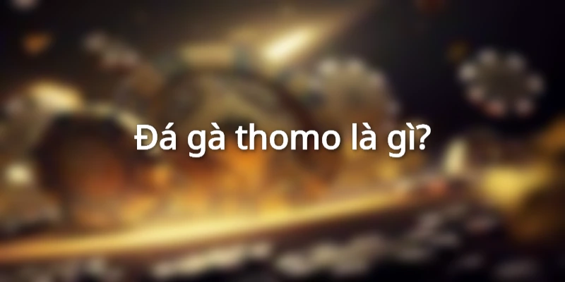 Đá gà thomo là gì