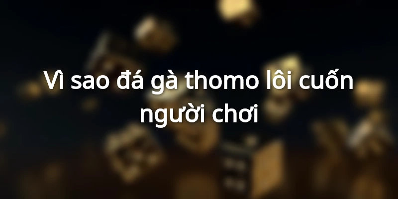 Tại sao đá gà thomo có sức lôi cuốn người tham gia