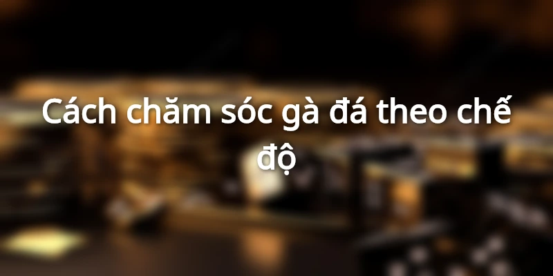 Chế độ chăm sóc gà đá cực kỳ quan trọng để cải thiện thể trạng